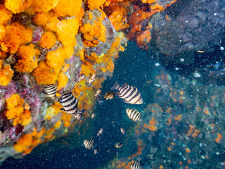 イシダイ, Parrot Fish, Knifejaw, Oplegnathus fasciatus, イシダイ科,
オヤビッチャ, Sergeant Major, Abudefduf vaigiensis, スズメダイ科,
ソラスズメダイ, Heavenly Damselfish, Pomacentrus coelestis, スズメダイ科,
他の群れ。
静岡県伊豆半島南伊豆町中木ヒリゾ浜