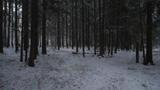 Oregon Dark pine forest at dusk, narrow corridor, low light, long vertical trunks, scattered snow, dense understory, tense mood suited for thriller or suspense scenes