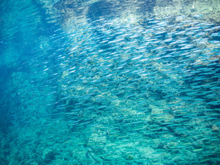 キビナゴ, Silver-Stripe Round Herrings, Spratelloides gracilis, ニシン科,
他の群れ。
静岡県伊豆半島南伊豆町中木ヒリゾ浜-2025年
