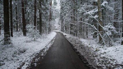 A peaceful winter scene in a forest in Alaska and Canada shows a winding trail surrounded by tall snow-covered trees. The road leads through a tranquil landscape blanketed in fresh snow.