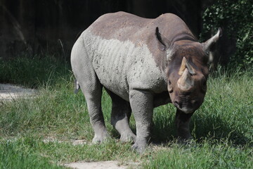 Naklejka premium ツートーンのクロサイ