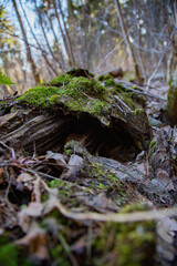 decayed tree cut down in the park in autumn 