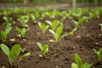 Green lettuce seedlings thrive in dark, nutrient-rich soil