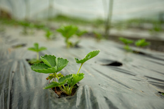 Green strawberry seedlings emerging from black plastic mulch - Powered by Adobe