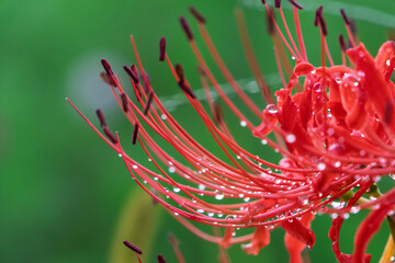 雨の雫をまとった秋に咲く赤い彼岸花のクローズアップ