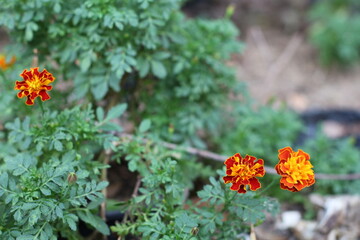 Vibrant marigold flowers blooming in a garden setting