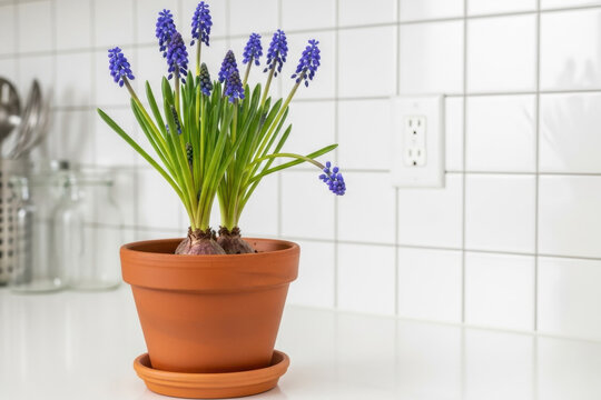 Eye level shot of a terracotta pot containing vibrant purple grape hyacinths