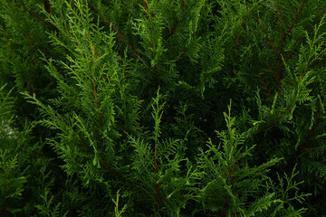 Dense foliage of green cedar trees filling the space