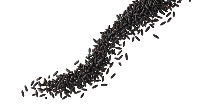 Falling unique black rice isolated on a transparent PNG background for healthy food design and cooking themes
