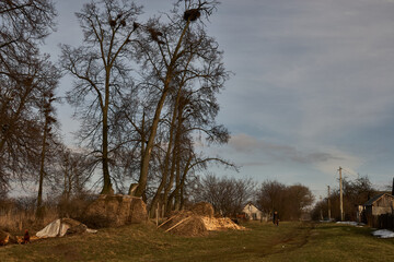 Spring Morning in the Countryside: Bird Nests in Bare Trees