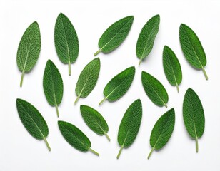 Sage leaves arranged on a white background
