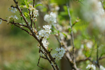 soft focus cherry blossom and tiger lily, pink and white flower background
