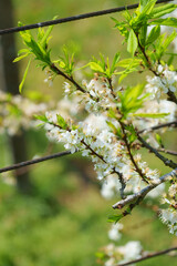 soft focus cherry blossom and tiger lily, pink and white flower background
