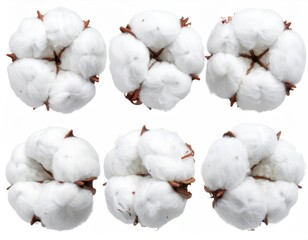 Six white cotton bolls on a plain white background