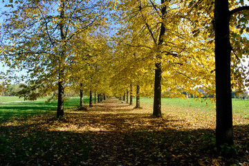 Fototapeta premium The Monza park at October