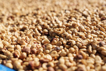 Freshly picked coffee beans from the farm are dried before being roasted.