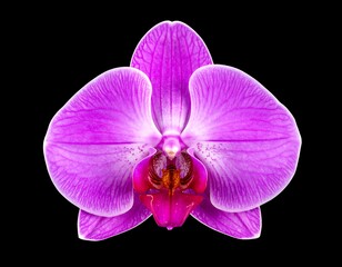 Striking close-up of a pink orchid flower isolated on a black background, showcasing delicate petal details