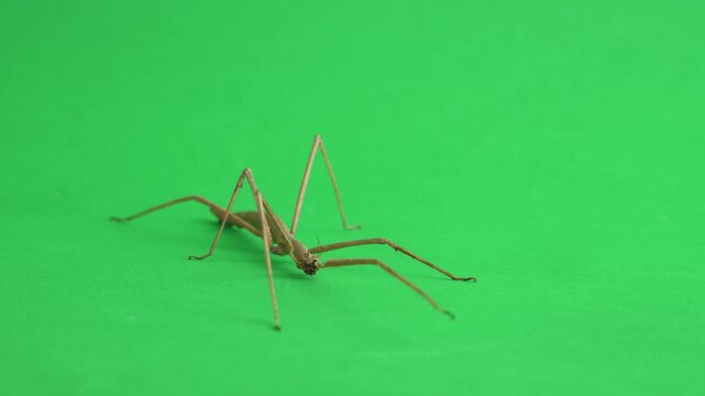 Stick insect isolated on green background screen