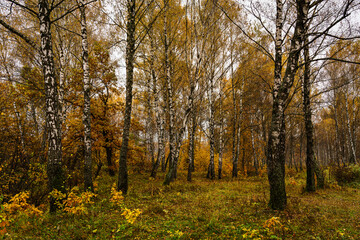 Fototapeta premium Autumn forest with tall birch tree trunks and fallen yellow leaves on the ground. Natural seasonal scenery, nature background.