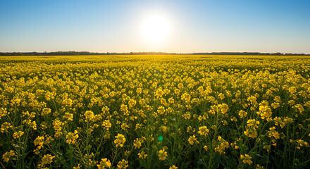 Canola field at sunset yellow flowers sky blue horizon landscape agriculture crop rural