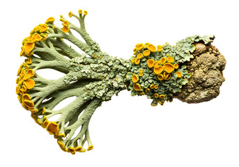 Close up of a colorful lichen specimen isolated on transparent background