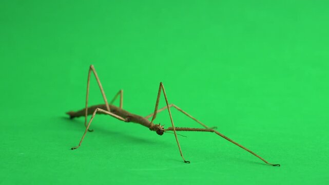Stick insect isolated on green background screen
