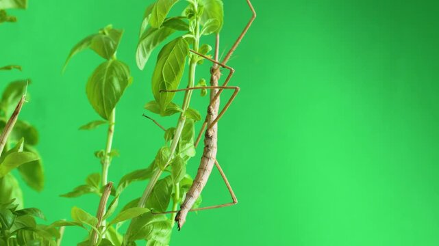 Stick insect isolated on green background screen