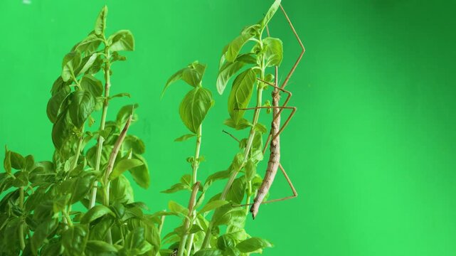 Stick insect isolated on green background screen