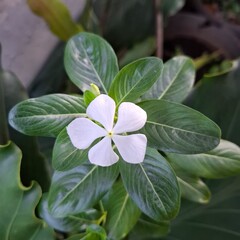 Tapak Dara Flower From Indonesia
