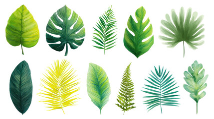 Set of tropical leaves and palm fronds