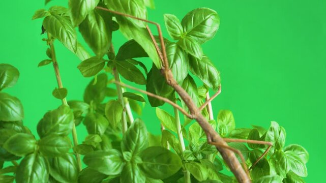 Stick insect isolated on green background screen
