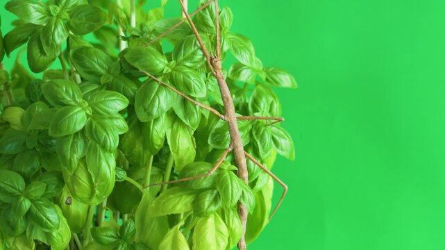 Stick insect isolated on green background screen