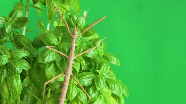 Stick insect isolated on green background screen