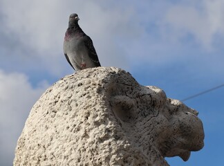 pigeon on rock