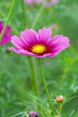 Fototapeta premium 秋の風に揺れる鮮やかなピンク色のコスモスの花