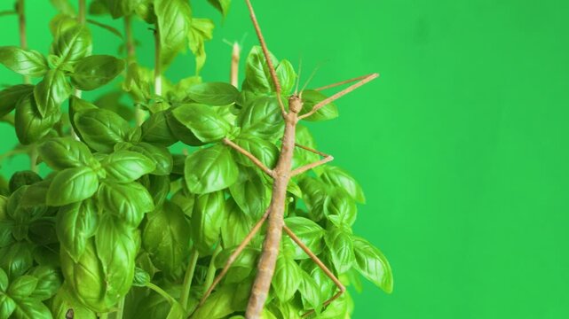Stick insect isolated on green background screen