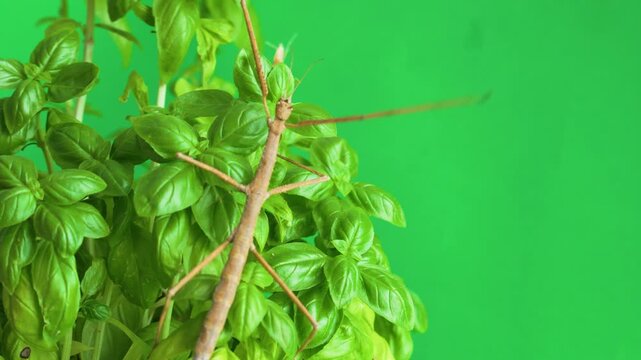 Stick insect isolated on green background screen
