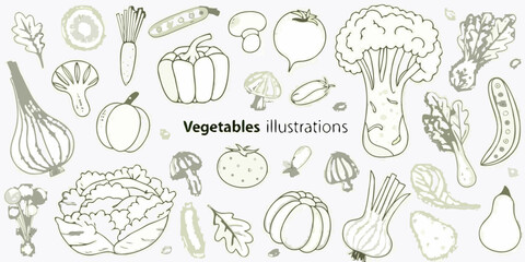 Hand drawn vegetables illustration set with onion tomato mushroom and cauliflower
