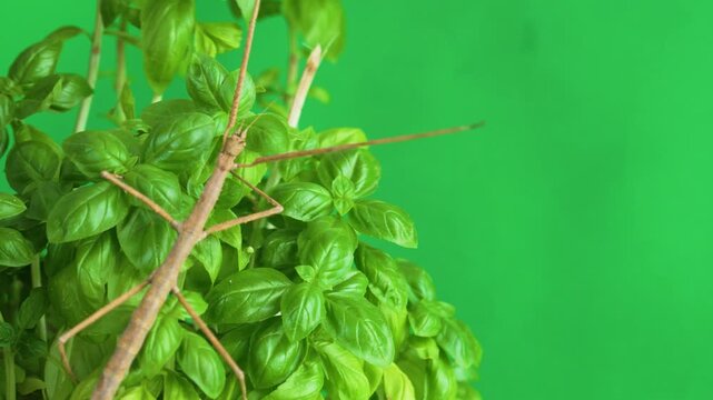 Stick insect isolated on green background screen
