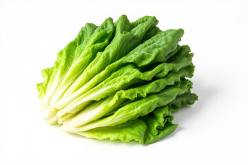 Fresh Green Romaine Lettuce Head Isolated on White Background | Crisp Leafy Vegetable for Salads & Healthy Eating | Stock Food Photo