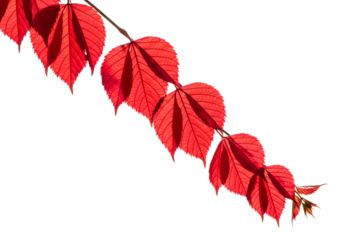 Vibrant red virginia creeper vine leaves isolated on transparent background