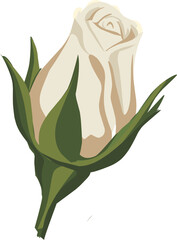 Elegant White Rose Illustration