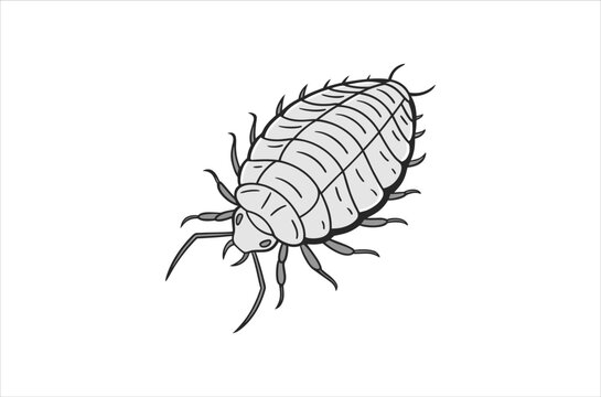 Detailed illustration of a head louse showing its segmented body and legs
