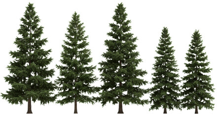 Fototapeta premium highly detailed photorealistic set of individual evergreen coniferous trees (pine, fir) with lush emerald foliage and textured brown bark, isolated on a transparent studio background. concept for