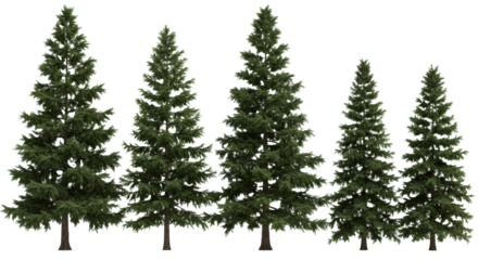 highly detailed photorealistic set of individual evergreen coniferous trees (pine, fir) with lush emerald foliage and textured brown bark, isolated on a transparent studio background. concept for