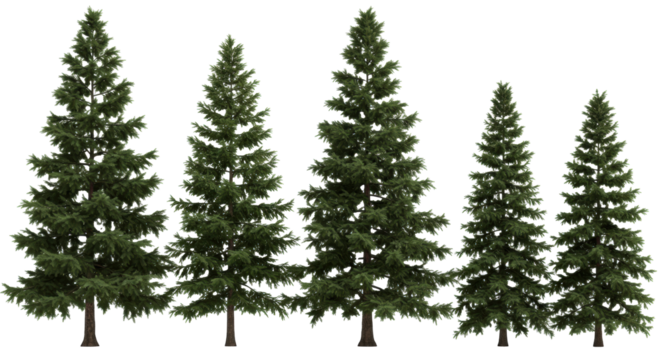 highly detailed photorealistic set of individual evergreen coniferous trees (pine, fir) with lush emerald foliage and textured brown bark, isolated on a transparent studio background. concept for