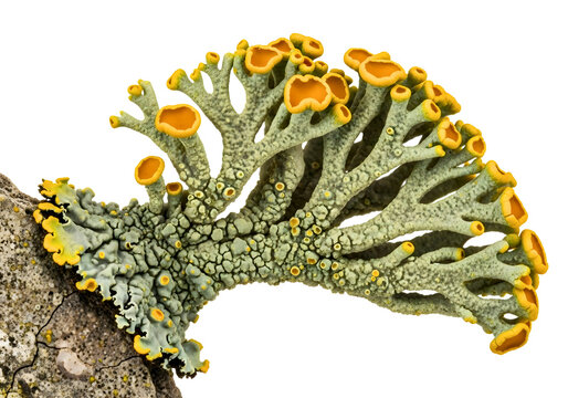 Branching yellow tipped lichen on tree bark isolated on transparent background