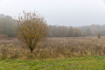 Fototapeta premium yellowed dry grass in a field in the autumn season after a cold snap and frosts, autumn nature in a forest with various trees and shrubs and grass, foggy weather and a dim sky