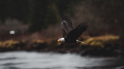 Obraz premium Bald eagle soaring gracefully against a cloudy sky, with a distant river out of focus. wildlife magazines, conservation campaigns, designed for wildlife conservation campaigns.