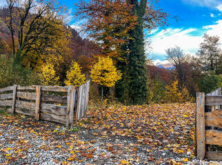 A scenic view of a wooden fence surrounded by colorful autumn foliage. Yellow and orange leaves cover the ground, with trees in the background under a blue sky